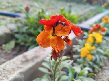 Erysimum cheiri, yaygın duvar çiçeği ya da cheiranTHus