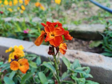 Erysimum cheiri, yaygın duvar çiçeği ya da cheiranTHus