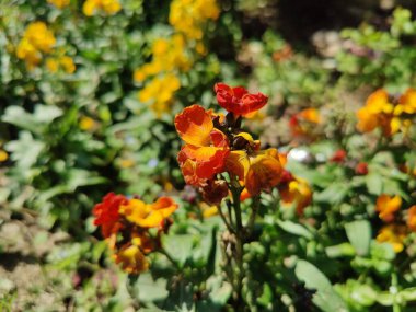 Erysimum cheiri, yaygın duvar çiçeği ya da cheiranTHus