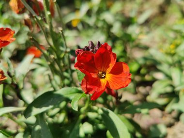 Erysimum cheiri, yaygın duvar çiçeği ya da cheiranTHus