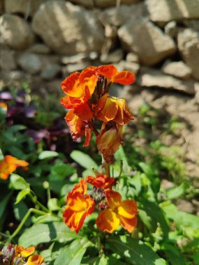 Erysimum cheiri, yaygın duvar çiçeği ya da cheiranTHus