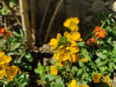 Erysimum cheiri, yaygın duvar çiçeği ya da cheiranTHus