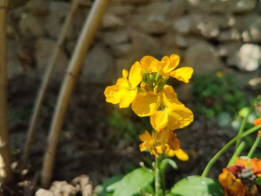 Erysimum cheiri, yaygın duvar çiçeği ya da cheiranTHus