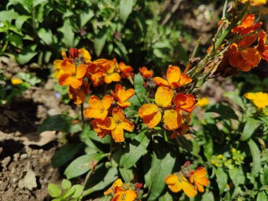 Erysimum cheiri, yaygın duvar çiçeği ya da cheiranTHus