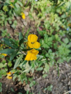 Erysimum cheiri, yaygın duvar çiçeği ya da cheiranTHus