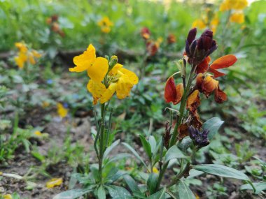 Erysimum cheiri, yaygın duvar çiçeği ya da cheiranTHus