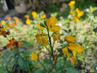 Erysimum cheiri, yaygın duvar çiçeği ya da cheiranTHus