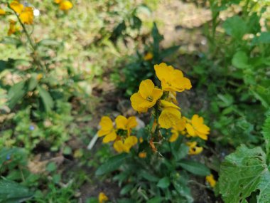 Erysimum cheiri, yaygın duvar çiçeği ya da cheiranTHus