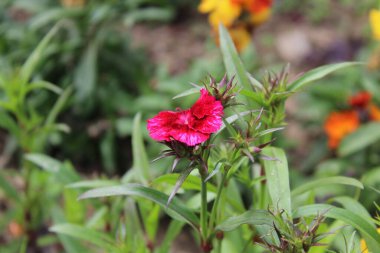 karanfil, dianthus, caryophyllus, karanfil pembesi veya tatlı William çiçekleri 