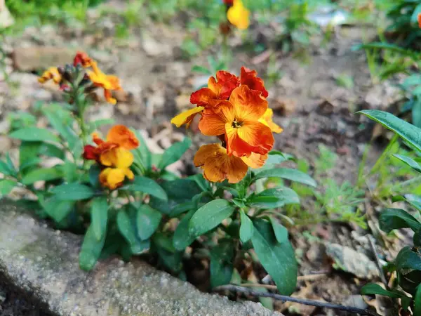 Erysimum cheiri, yaygın duvar çiçeği ya da cheiranTHus