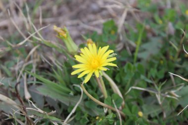 Karahindiba, Leontodon tüberosus, Hawkbit veya Taraxacum erythrospermum