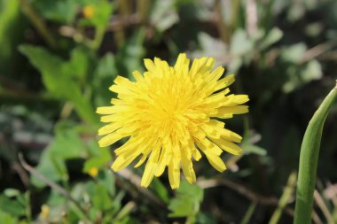Karahindiba, Leontodon tüberosus, Hawkbit veya Taraxacum erythrospermum