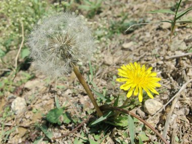 Karahindiba, Leontodon tüberosus, Hawkbit veya Taraxacum erythrospermum