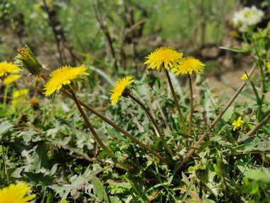 Karahindiba, Leontodon tüberosus, Hawkbit veya Taraxacum erythrospermum