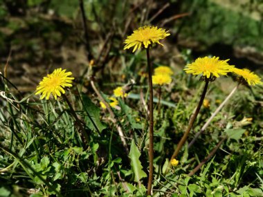 Karahindiba, Leontodon tüberosus, Hawkbit veya Taraxacum erythrospermum