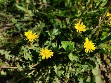 Karahindiba, Leontodon tüberosus, Hawkbit veya Taraxacum erythrospermum