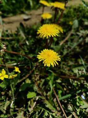 Karahindiba, Leontodon tüberosus, Hawkbit veya Taraxacum erythrospermum