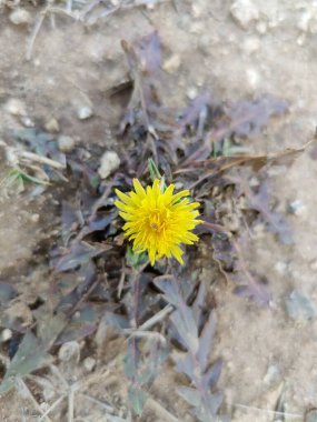 Karahindiba, Leontodon tüberosus, Hawkbit veya Taraxacum erythrospermum