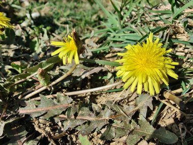 Karahindiba, Leontodon tüberosus, Hawkbit veya Taraxacum erythrospermum