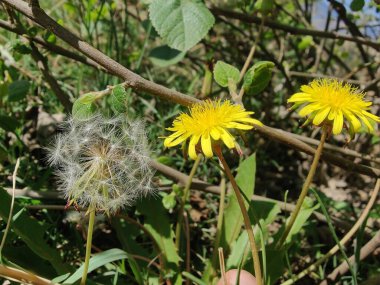 Karahindiba, Leontodon tüberosus, Hawkbit veya Taraxacum erythrospermum