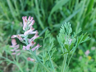 Yaygın koku giderici, Fumaria officinalis veya toprak dumanı bitkisi ve küçük bitkiler