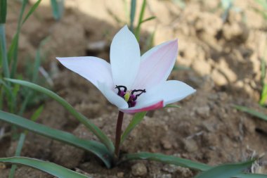 Leydi lale ya da Tulipa 'nın özel çiçekleri. 