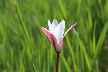 Leydi lale ya da Tulipa 'nın özel çiçekleri. 