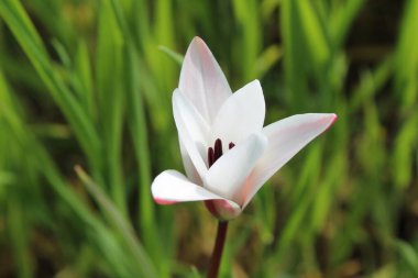 Leydi lale ya da Tulipa 'nın özel çiçekleri. 