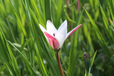 Leydi lale ya da Tulipa 'nın özel çiçekleri. 