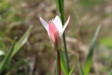 Leydi lale ya da Tulipa 'nın özel çiçekleri. 