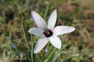Leydi lale ya da Tulipa 'nın özel çiçekleri. 