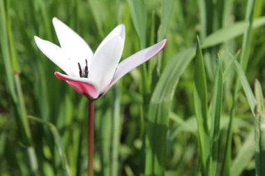 Leydi lale ya da Tulipa 'nın özel çiçekleri. 