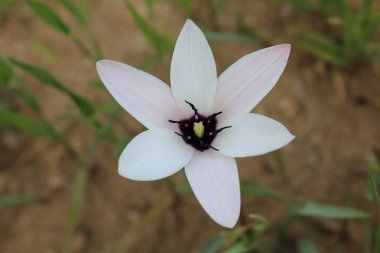 Leydi lale ya da Tulipa 'nın özel çiçekleri. 