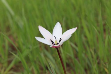 Leydi lale ya da Tulipa 'nın özel çiçekleri. 