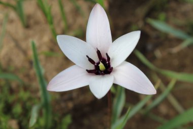 Leydi lale ya da Tulipa 'nın özel çiçekleri. 