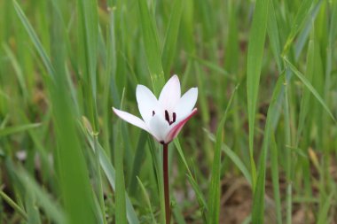 Leydi lale ya da Tulipa 'nın özel çiçekleri. 