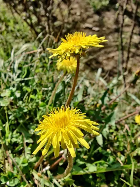 Karahindiba, Leontodon tüberosus, Hawkbit veya Taraxacum erythrospermum