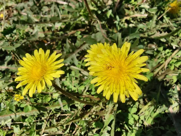 Karahindiba, Leontodon tüberosus, Hawkbit veya Taraxacum erythrospermum