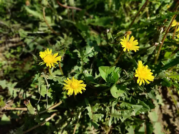 Karahindiba, Leontodon tüberosus, Hawkbit veya Taraxacum erythrospermum