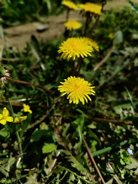 Karahindiba, Leontodon tüberosus, Hawkbit veya Taraxacum erythrospermum