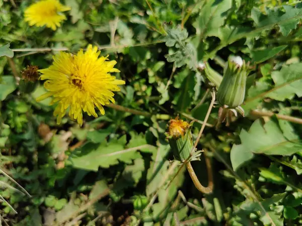Karahindiba, Leontodon tüberosus, Hawkbit veya Taraxacum erythrospermum