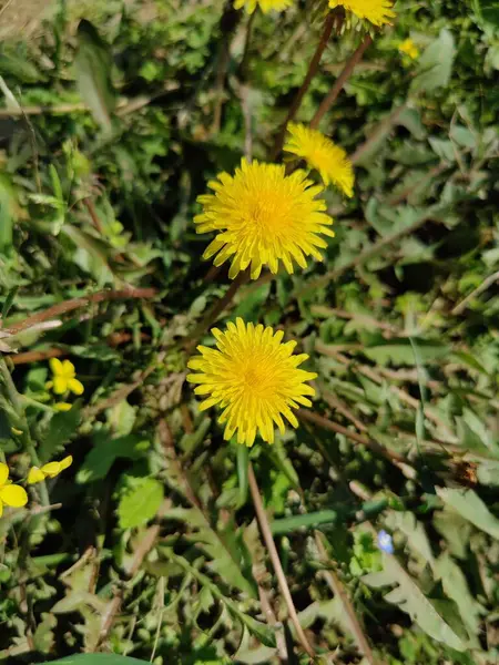 Karahindiba, Leontodon tüberosus, Hawkbit veya Taraxacum erythrospermum