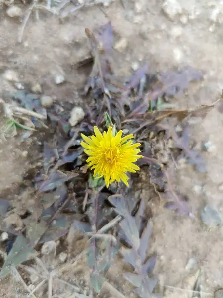 Karahindiba, Leontodon tüberosus, Hawkbit veya Taraxacum erythrospermum