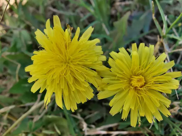 Karahindiba, Leontodon tüberosus, Hawkbit veya Taraxacum erythrospermum