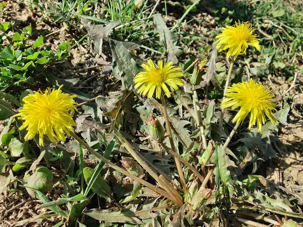 Karahindiba, Leontodon tüberosus, Hawkbit veya Taraxacum erythrospermum