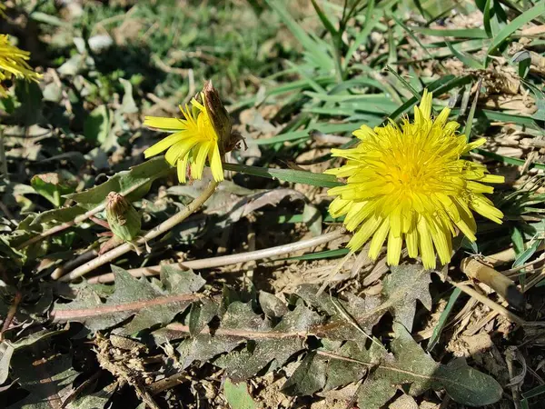Karahindiba, Leontodon tüberosus, Hawkbit veya Taraxacum erythrospermum