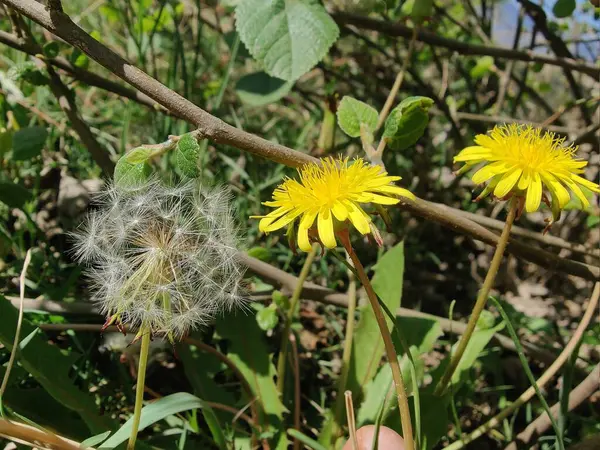 Karahindiba, Leontodon tüberosus, Hawkbit veya Taraxacum erythrospermum