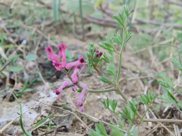 Yaygın koku giderici, Fumaria officinalis veya toprak dumanı bitkisi ve küçük bitkiler