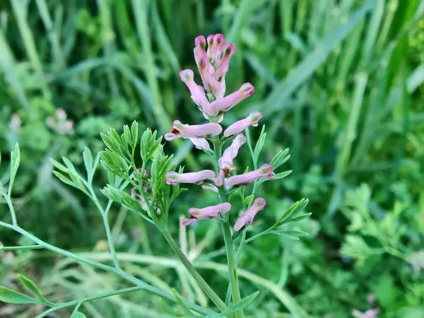 Yaygın koku giderici, Fumaria officinalis veya toprak dumanı bitkisi ve küçük bitkiler