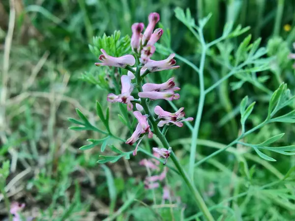 Yaygın koku giderici, Fumaria officinalis veya toprak dumanı bitkisi ve küçük bitkiler